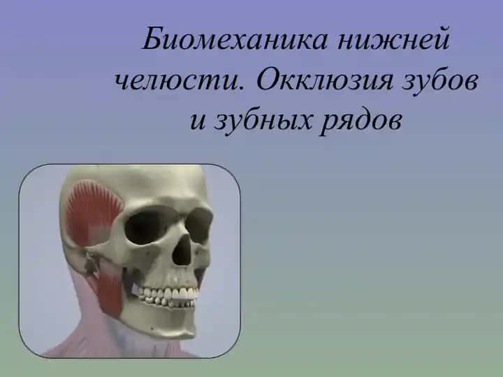 Биомеханика нижней челюсти. Окклюзия зубов и зубных рядов