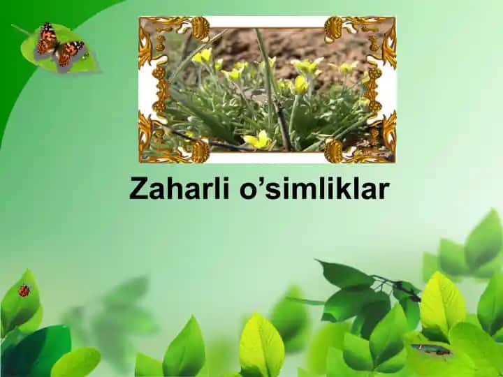 Zaharli o’simliklar: Uchma va Kampirchopon