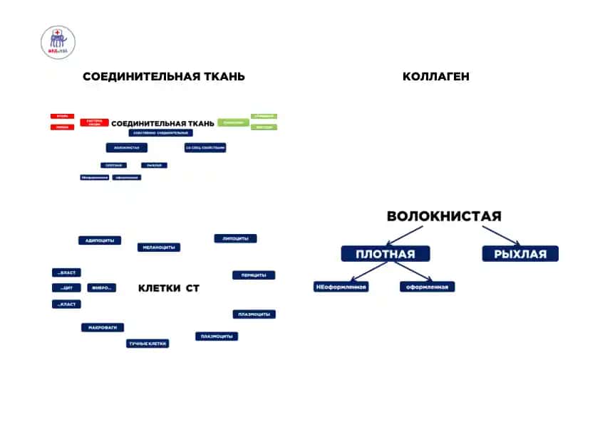 КОСТНАЯ ТКАНЬ