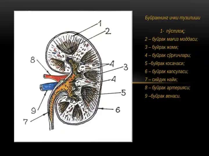 Буйракнинг ички тузилиши