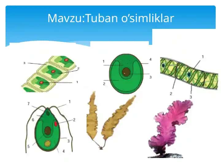 Tuban o’simliklar