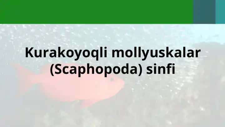 Kurakoyoqli mollyuskalar (Scaphopoda) sinfi