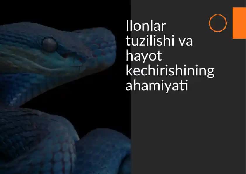 Ilonlar