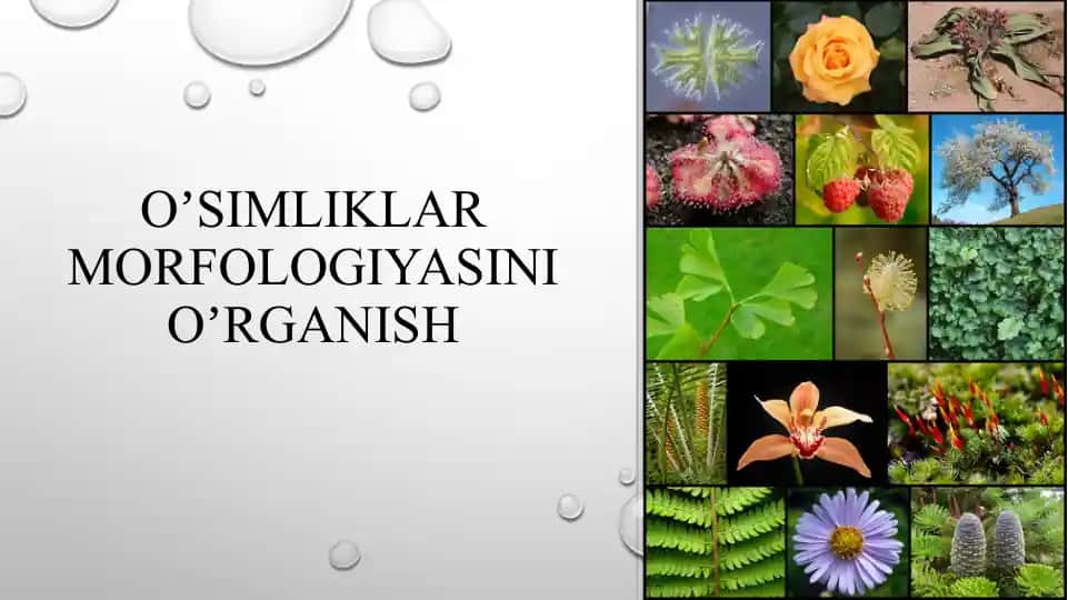 Oʼsimliklar morfologiyasini oʼrganish