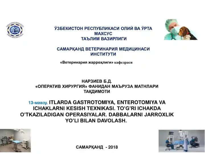 ITLARDA GASTROTOMIYA, ENTEROTOMIYA VA ICHAKLARNI KESISH TEXNIKASI.