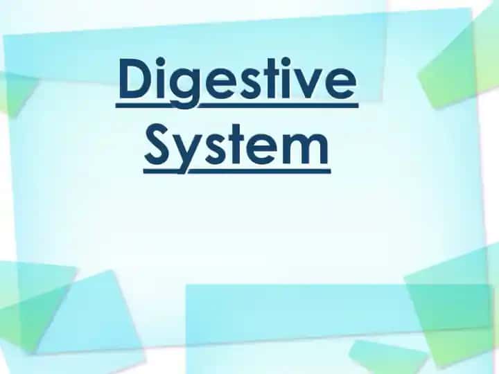 Digestive System