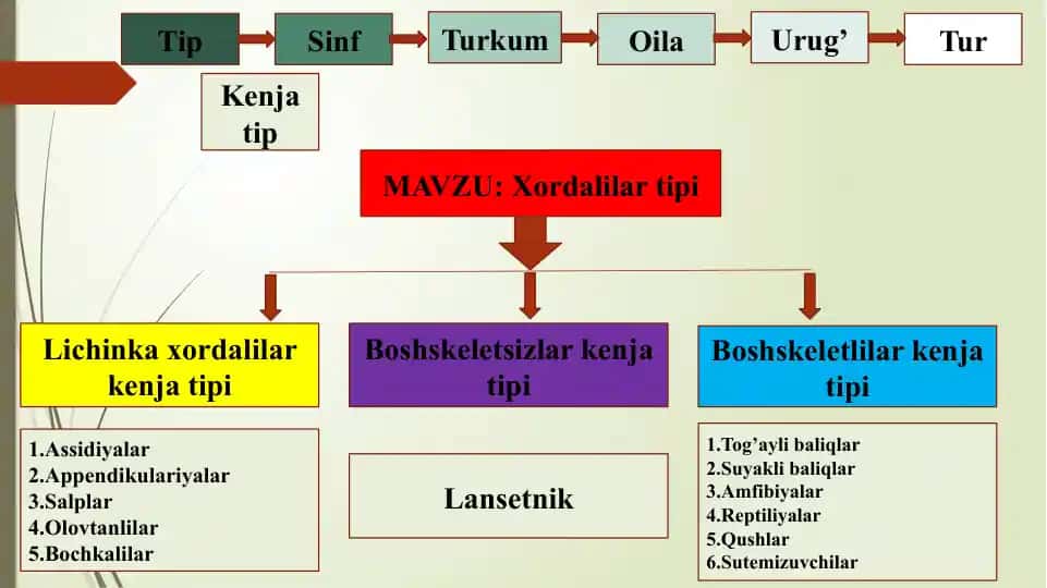 Xordalilar tipi