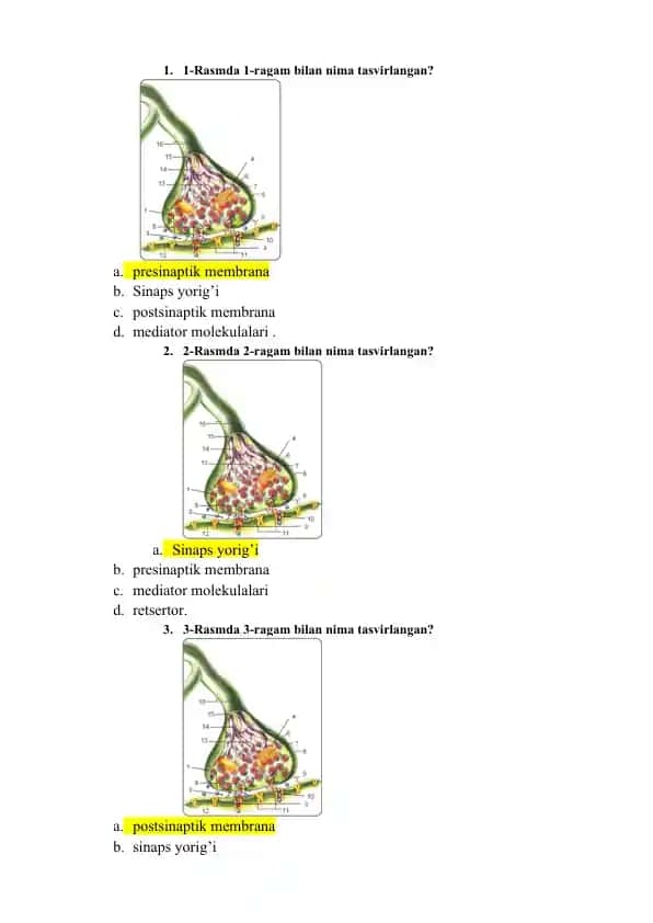 Sinaps Strukturlari