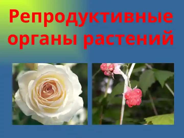 Reproduktiv organlar rasteniy