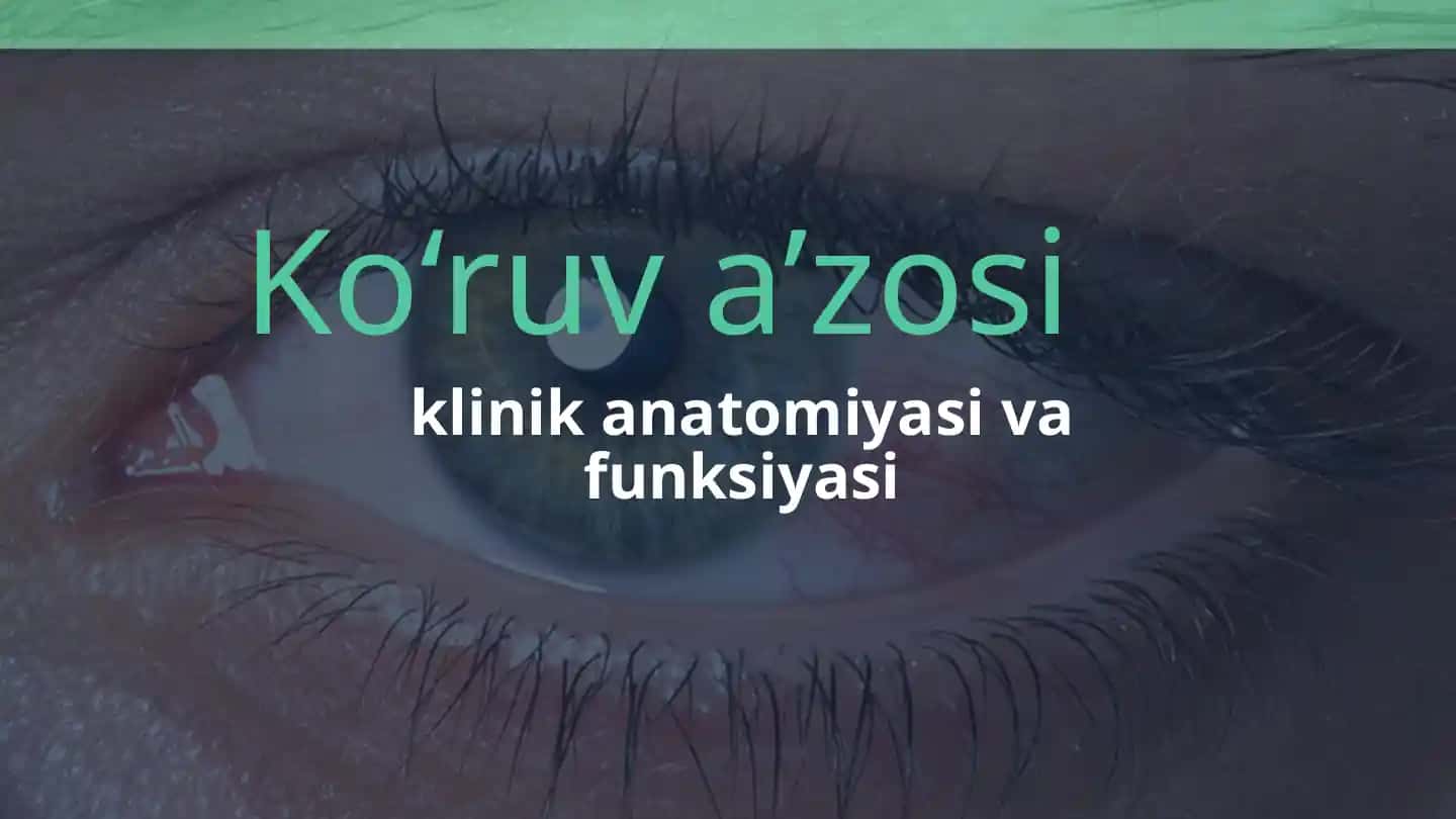 Ko‘ruv a’zosi