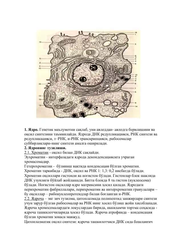 Ядро