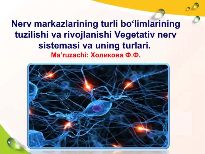 Nerv markazlarining turli bo‘limlarining tuzilishi va rivojlanishi