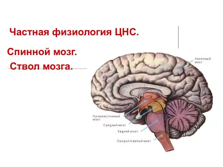 Частная физиология ЦНС
