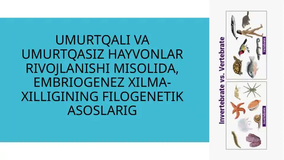 Umurtqali va Umurtqasiz Hayvonlar Rivojlanishi Misolida, Embriogenez Xilma-Xilligining Filogenetik Asoslari