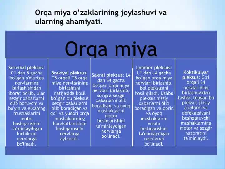 Orqa miya o’zaklarining joylashuvi va ularning ahamiyati