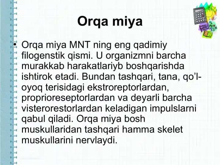 Orqa miya