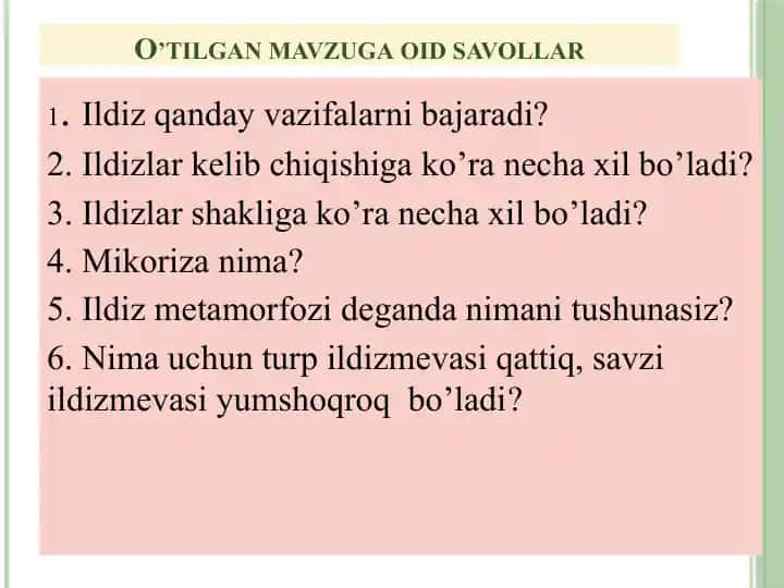 Ildizning anatomik tuzilishi