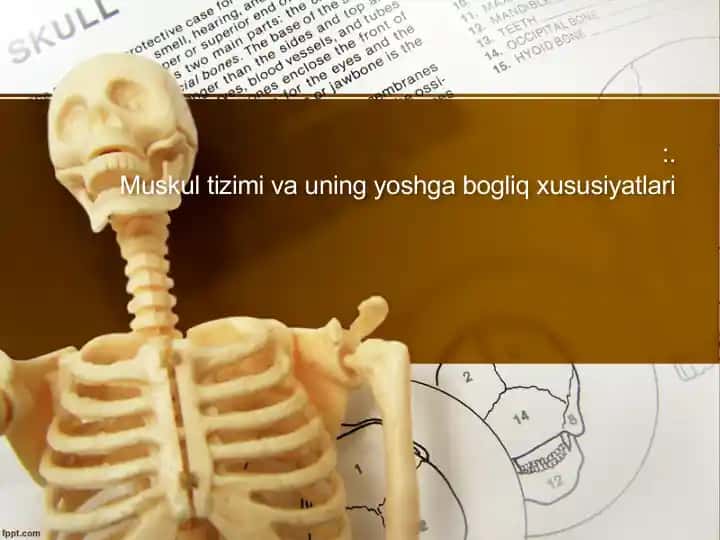 Muskultizimivauningyoshgabogliqxususiyatlari