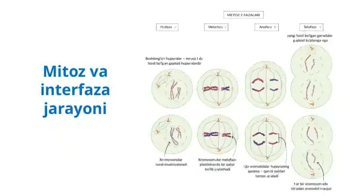 Mitoz va interfaza jarayoni