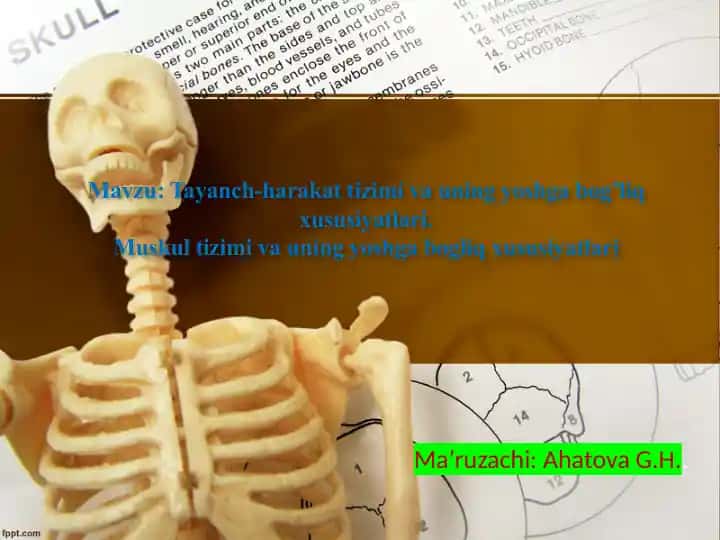 Tayanch-harakat tizimi va uning yoshga bog’liq xususiyatlari
