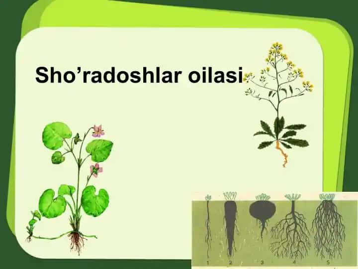 Sho’radoshlar oilasi