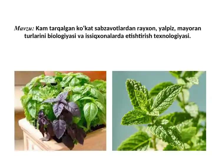Rayxon, yalpiz, mayoran biologiyasi va issiqxonalarda atishtirish texnologiyasi