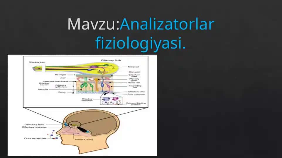 Analizatorlar fiziologiyasi