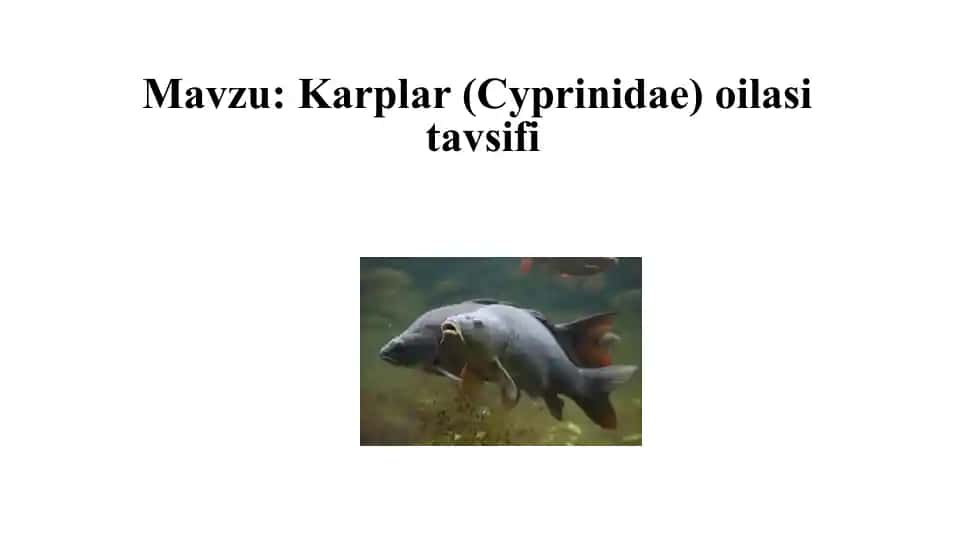 Karplar(Cyprinidae) oilasining tavsifi