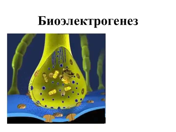 Биоэлектрогенез