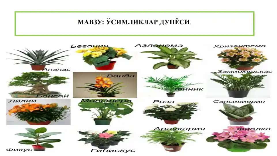 Ўсимликлар дунёси