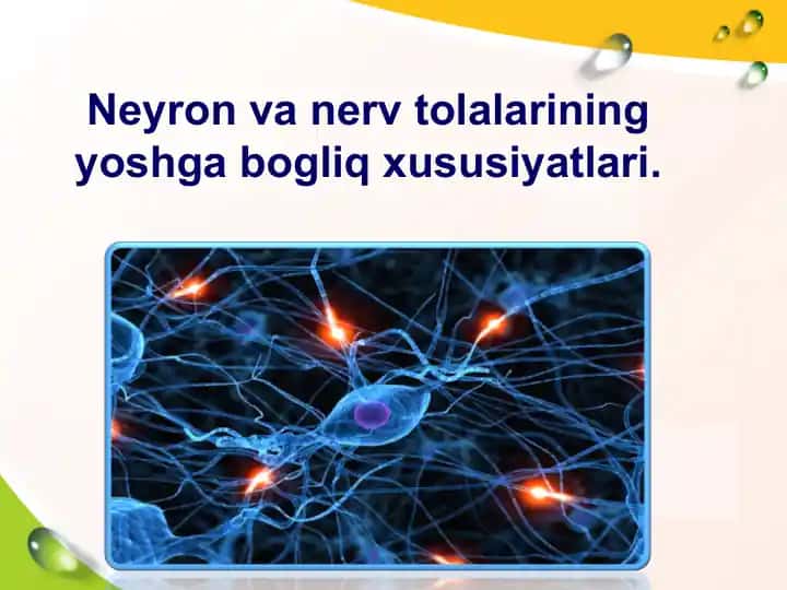 Neyron va Nerv Tuzilmasi