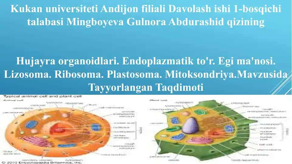 Hujayra Organoidlari