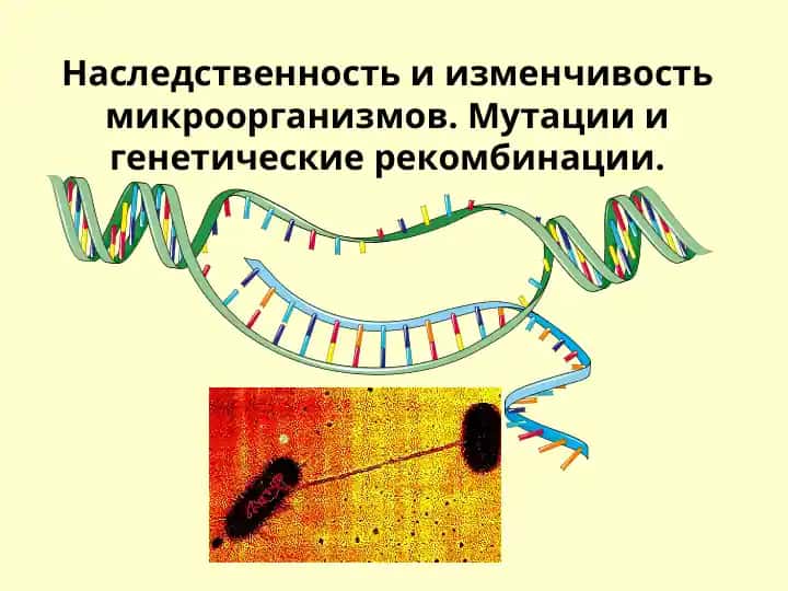 Наследственность ва микроорганизмларнинг ўзгарувчилиги