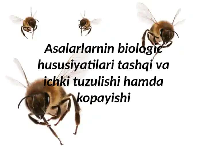 Asalarilarning biologik xususiyatlari, tashqi va ichki tuzilishi hamda ko‘payishi