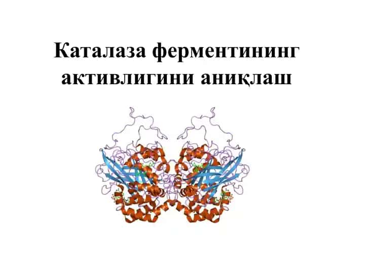 Katolaza fermenti