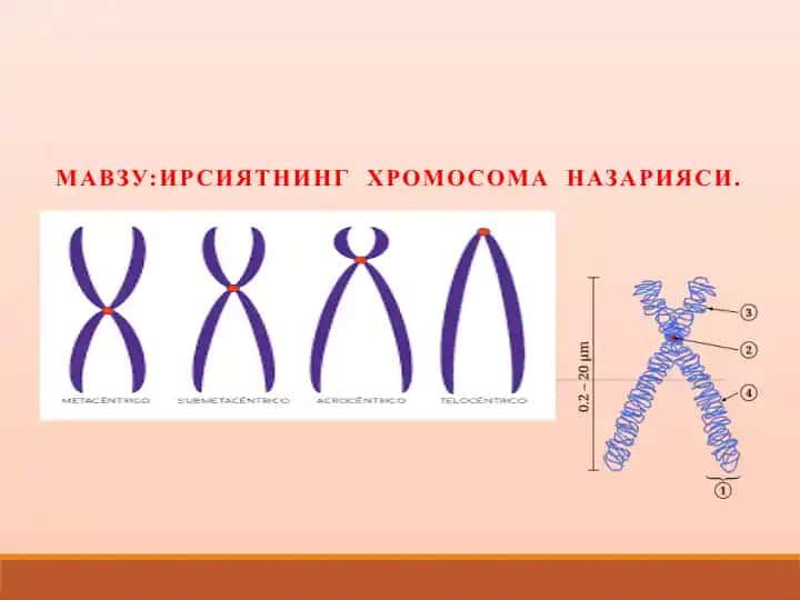 Ирсиятning хромосома назарияси