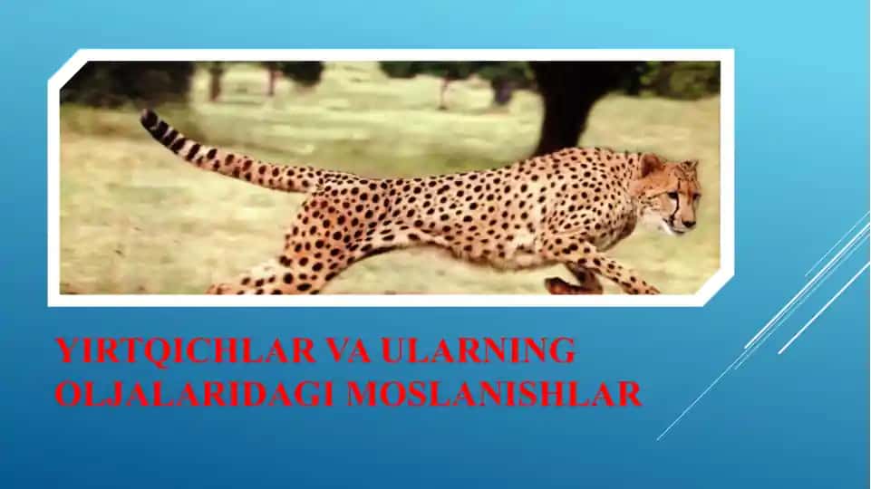 Yirtqichlar va Ularning OljalariDagi Moslanishlar