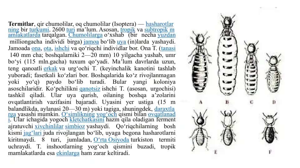 Termitlar