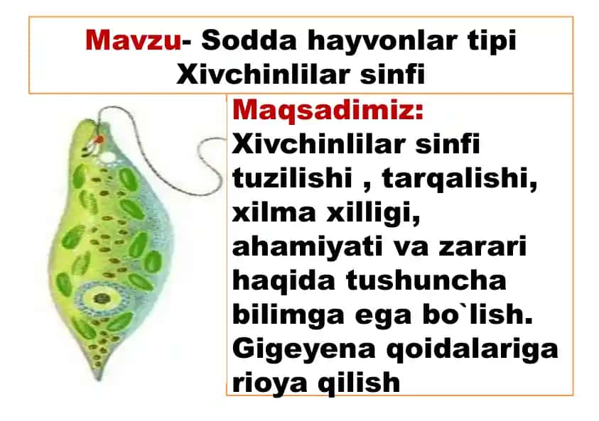 Sodda hayvonlar tipi - Xivchinlilar sinfi