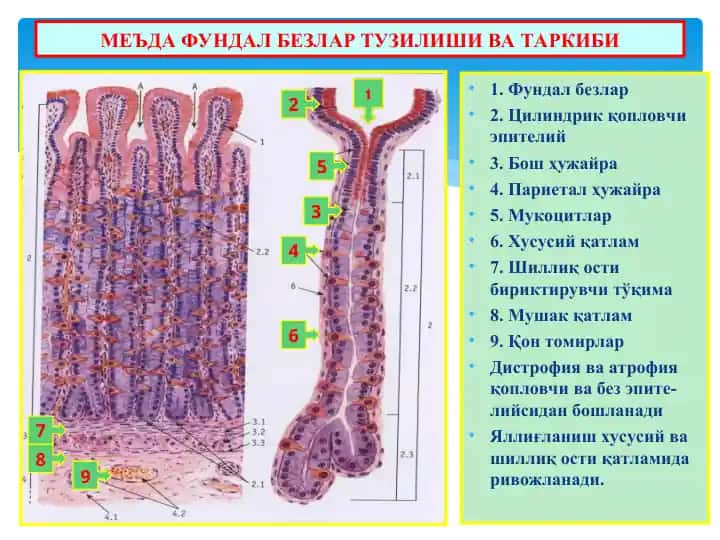 МЕЪДА ФУНДАЛ БЕЗЛАР ТУЗИЛИШИ ВА ТАРКИБИ
