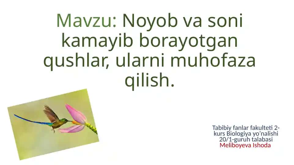 Pallas baliq burgut