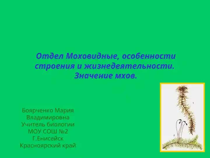 Моховидные растения