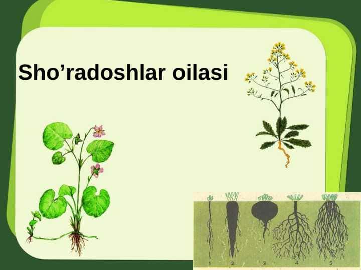 Sho’radoshlar oilasi