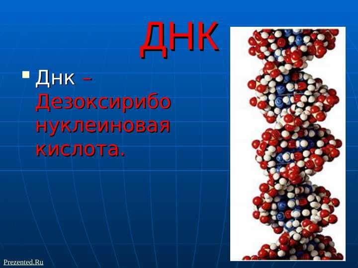 Слайд на тему ДНК