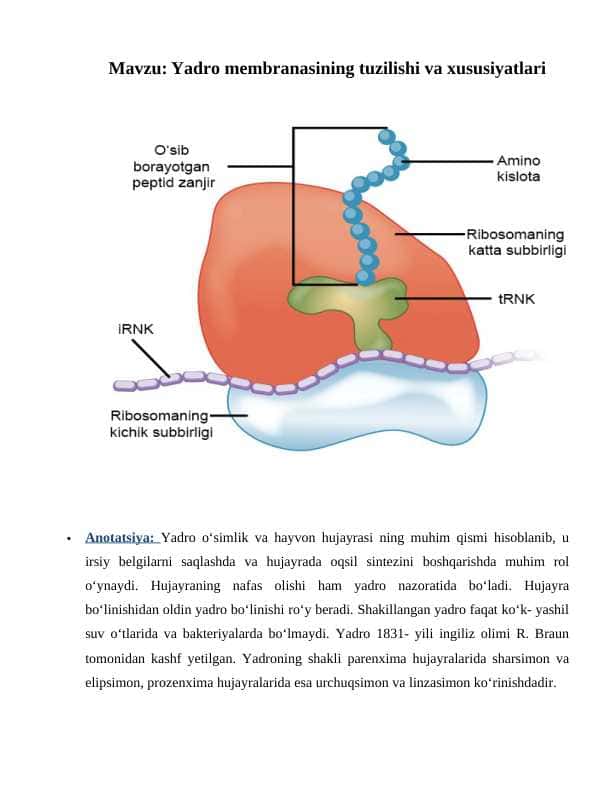 Yadro membranasining tuzilishi va xususiyatlari