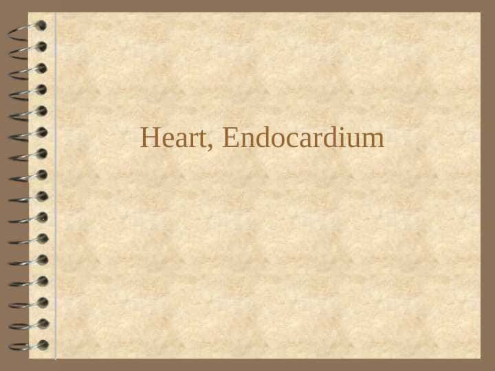 Heart, Endocardium