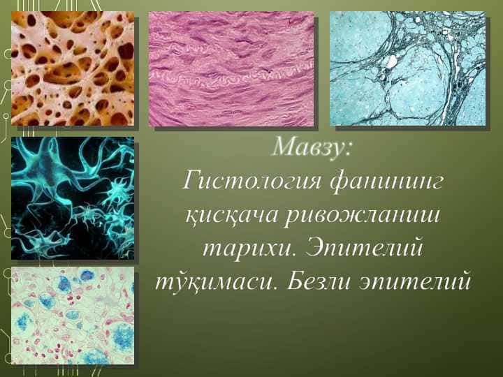 Гистология фанининг қисқача ривожланиш тарихи. Эпителий тўқимаси. Безли эпителий