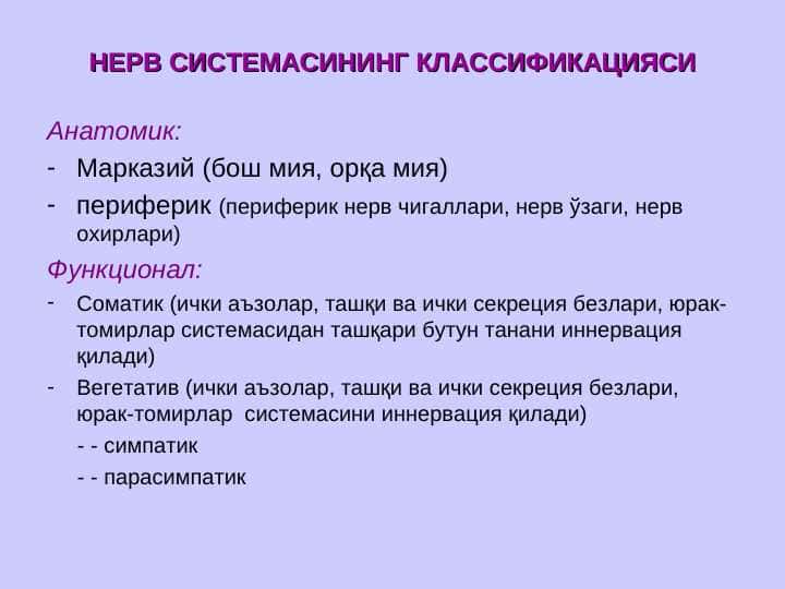 Nerv sistemasi | Нерв системаси