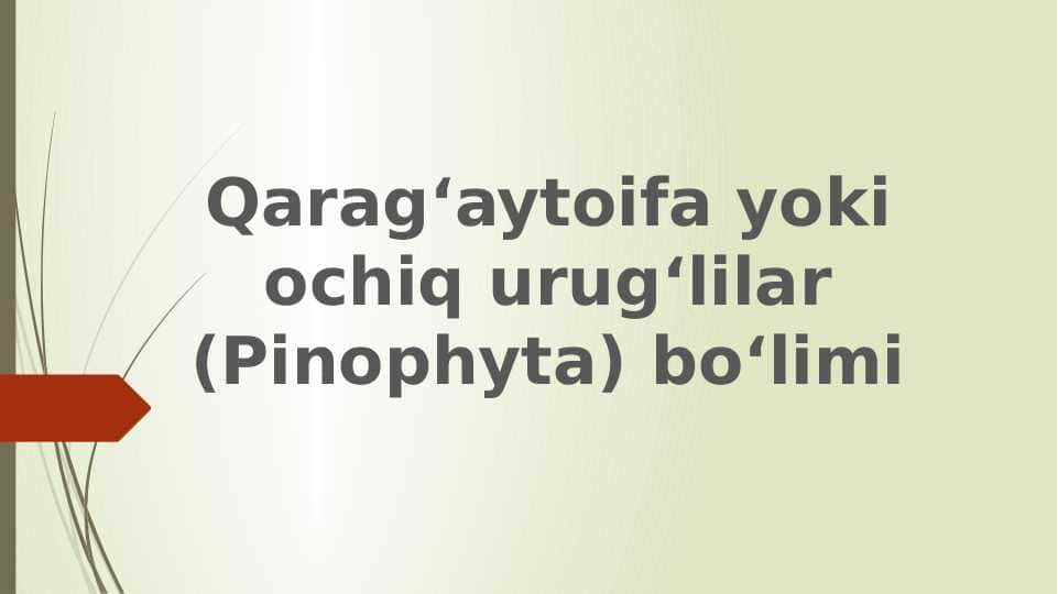 Qarag‘aytoifa yoki ochiq urug‘lilar (Pinophyta) bo‘limi pptx