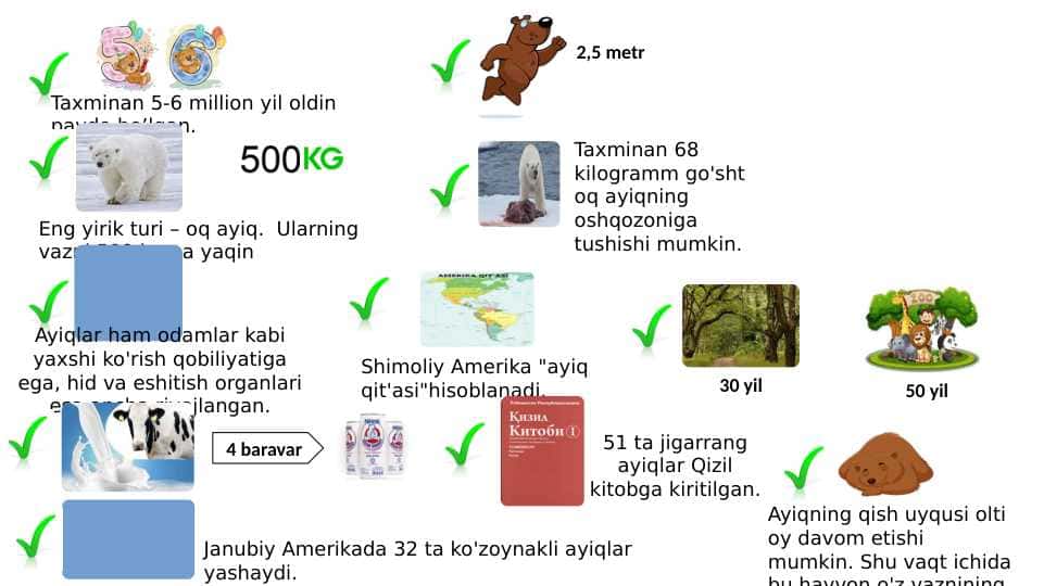 ayiq infografiya